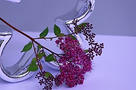 植物,德卡,招标