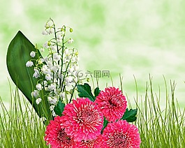 鲜花,性质,天空