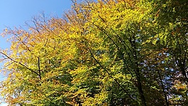 树,秋天,性质