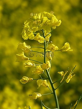 油菜,开花,花