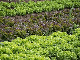 蔬菜,园丁,菜园