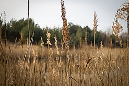 芦苇,太阳,湖