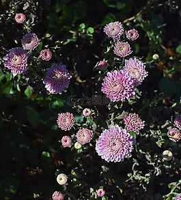 落粉红色的-紫色妈妈,菊花,花