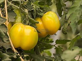 蔬菜,园丁,菜园
