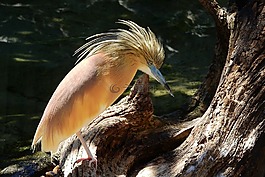 苍鹭毛茸茸的,池鹭ralloides,ciconiiformes