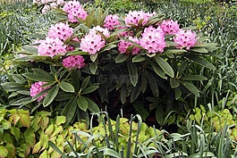 杜鹃,开花,粉红色