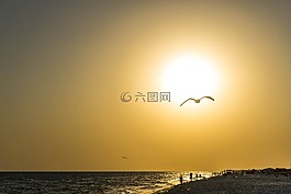 日落,鸟,海