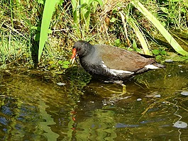 的黑水鸡,gallinula chloropus,krátkokřídlí