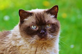 猫,英国短毛猫,mieze