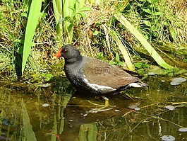 的黑水鸡,gallinula chloropus,krátkokřídlí