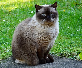 猫,英国短毛猫,mieze