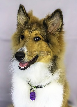 牧羊犬,狗,宠物