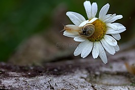 蜗牛,壳,牛角