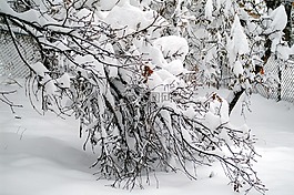 树,雪,冬天