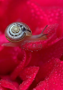 蜗牛,玫瑰,红色