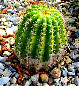 仙人掌,自然,植物