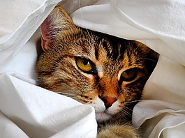 猫,头,猫画像