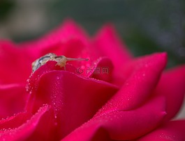 蜗牛,玫瑰,红色