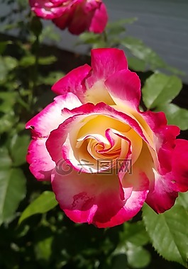 双重喜悦,玫瑰,花