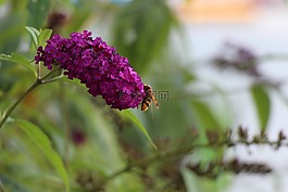 昆虫,开花,花