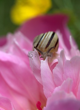 蜗牛,壳,牛角