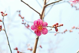 红梅,梅花,春天的花朵