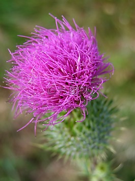 水飛薊,薊,花