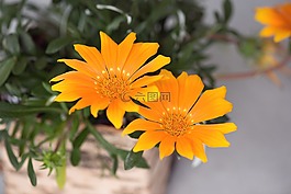 花,橙,橙花