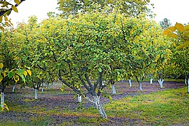 杏树,植物,春