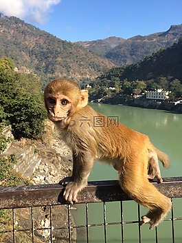 猴子,可爱,印度