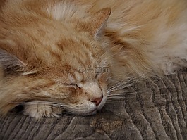 姜黄色的猫,姜汤姆,猫