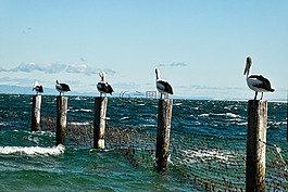 鹈鹕,职位,海