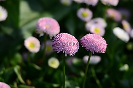红花,植物,花丛