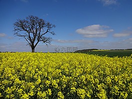 树剪影,树上的地平线,蓝色的天空