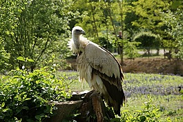 兀鹫,喜马拉雅山,动物