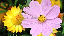 宇宙,科斯梅亚大孔吸附树脂,花