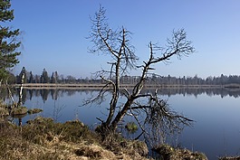 riedsee,系泊,wurzacher芦苇