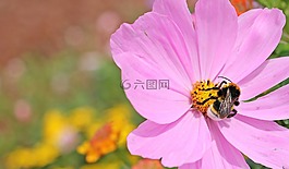 宇宙,科斯梅亚大孔吸附树脂,花