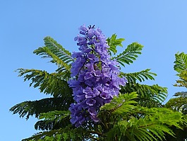 花园,淡紫色的花,秋