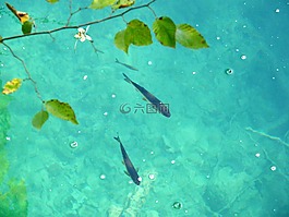 特劳特,水,明确