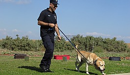 警犬,培训,狗