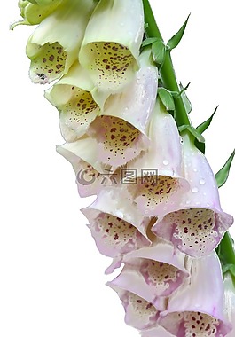 顶针,鲜花,药用植物