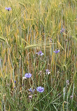 大麦场,大麦,谷物