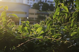 叶子,太阳能,阳光