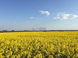 werft 维斯马,油菜籽场,夏季