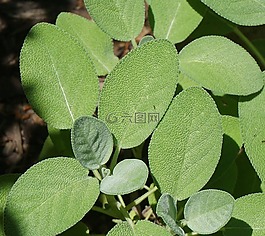 草本植物鼠尾草,草本植物,圣人