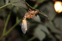 蝉,昆虫,bug