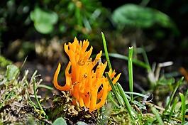 蘑菇,山羊胡子,森林蘑菇