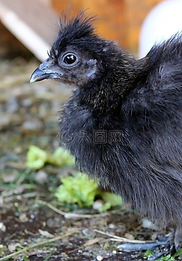 鸡,羽毛,黑色