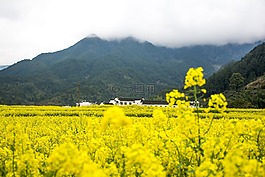 油菜花,婺源,山